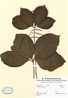 藏品(臺灣及己)的圖片